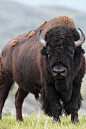 偶蹄目·反刍亚目·牛科·牛亚科：美洲平原野牛