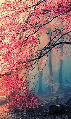 清新唯美风景480x800手机壁纸桌面