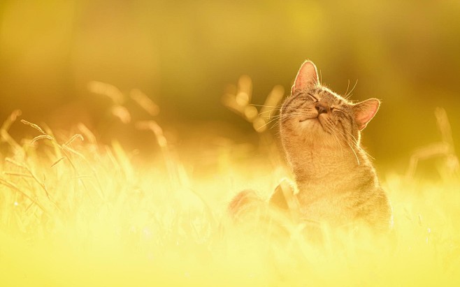 黄色风景可爱猫咪高清电脑壁纸-壁纸下载-...