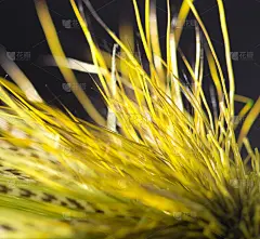 绿色的羽毛