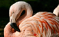 Crimson Wing-Pink Flamingos: 