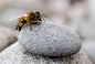 Honey Bee Photo by Daniel Sweeney — National Geographic Your Shot : I found this rather 'sleepy' looking Honey Bee while fishing on Loch Ness in the Scottish Highlands. To be honest I think the poor little fella was on his last legs so was very carefull n