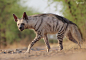 striped hyena by Tejas Soni on 500px