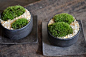 苔庭　moss green ikkei ×Kitowa