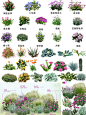 花境植物组团搭配PSD素材/常用花境植物素材