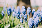 Distinctive blue flowers with green stems in garden in Spring