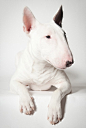 Mini Bull Terrier