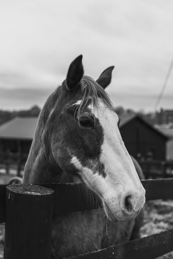 grayscale photo of h...