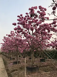 紫花风铃木