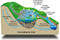 wetlands ecosystem | ... RRU and the Importance of Wetland Restoration! | greenconsiderations
