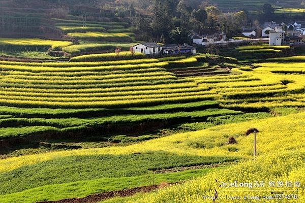 实拍：京郊的大地、梯田、沟渠、林下油菜花...