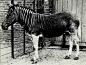 1876年人们来伦敦观看
地球上最后的一只斑驴