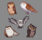 Owls, Patri Balanovsky : Sketching owls is a hoot.