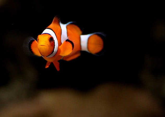 Clown Fish