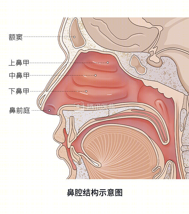 鼻炎配图