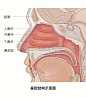 鼻炎配图