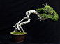 www.jonathan-singer-photography.com #bonsai #gardening