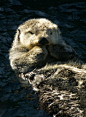 baby sea otter | <3 Animals