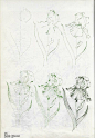 上世纪90年代迪士尼艺术家LEE J. AMES绘制的《50种植物的画法》。