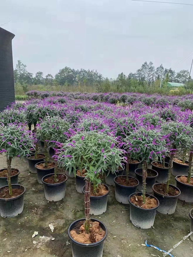 鼠尾草棒棒糖