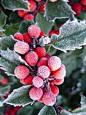 holly in frost
