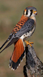 American Kestrel -  American Kestrel  - #American #kestrel #wildbirds #wildbirdsnames #wildbirdsunlimited #wildsbirds