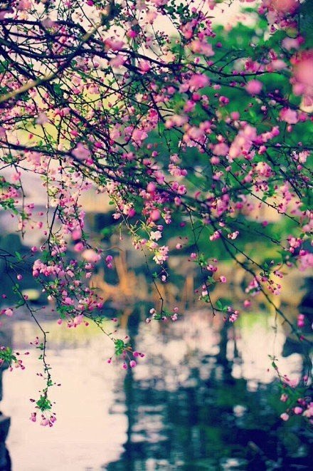 lkx南风知我意唯美图片q友乐园