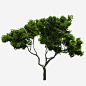 大树树枝树干树木绿色春天高清素材 大树 春天 树干 树木 树枝 绿色 免抠png 设计图片 免费下载