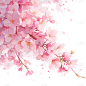 植物通用粉色樱花插画花枝飘花瓣元素素材