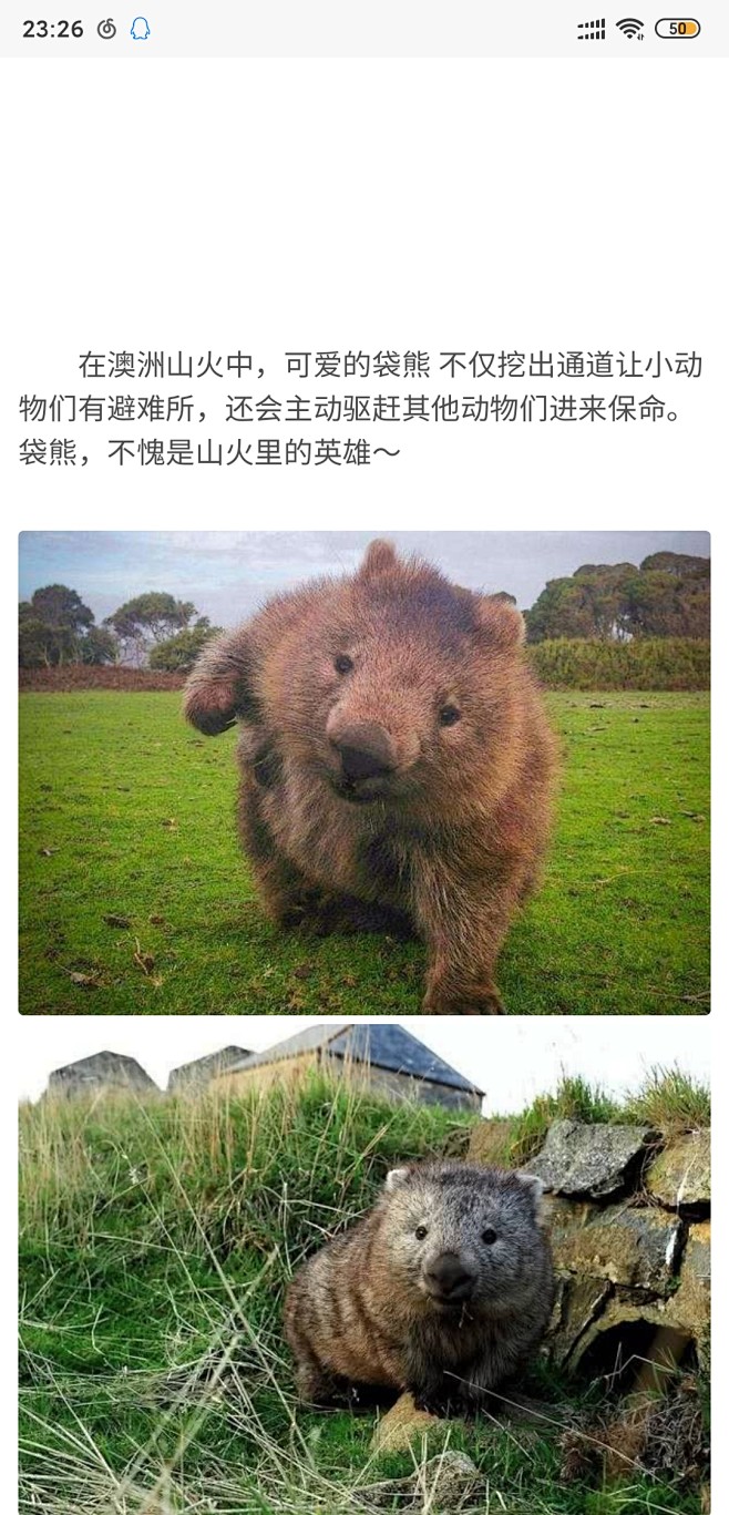 在澳洲山火中，可爱的袋熊 不仅挖出通道让...