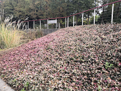 橘子时空采集到铺地类植物