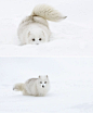 下雪地中狐狸的照片 

#最满意的雪景照片# ​​​​