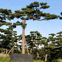 羅媛宝贝~采集到松景