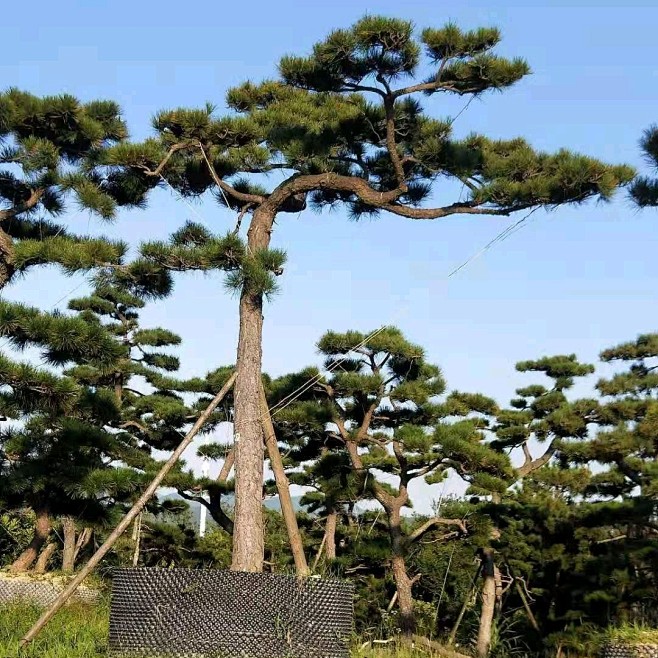 黑松