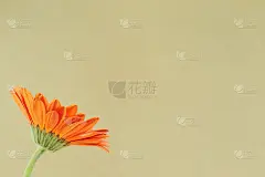 橙色非洲菊花与卡其布米色背景。花艺构图，复制空间