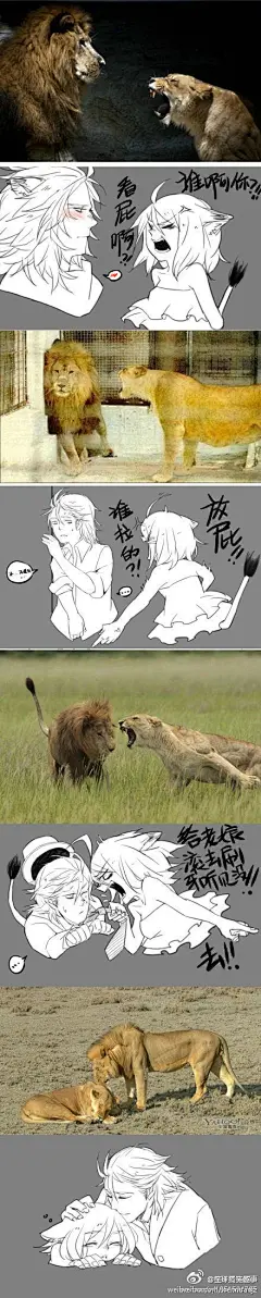 【男人本该如此】狮子拟人，暴娇狮子娘和隐忍狮子王。[转]