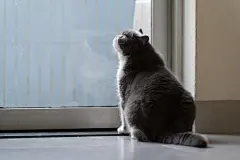 点击来源直接获取大图文件 |British shorthair cat sitting on the floor