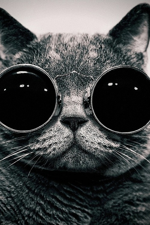 酷猫