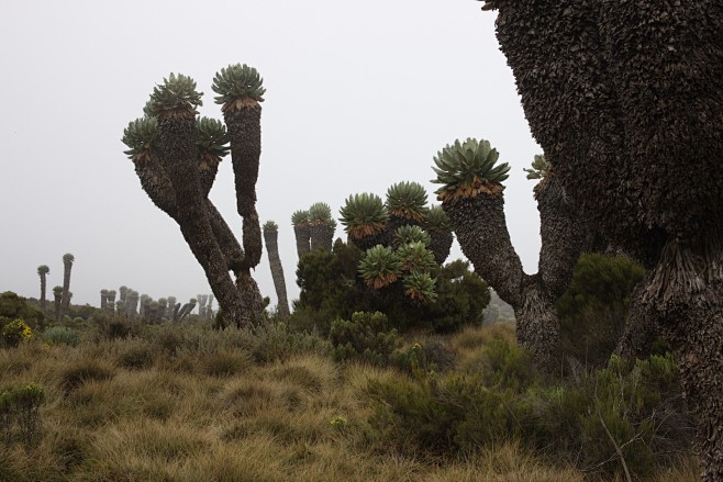 乞峰千里木dendroseneciokilimanjari