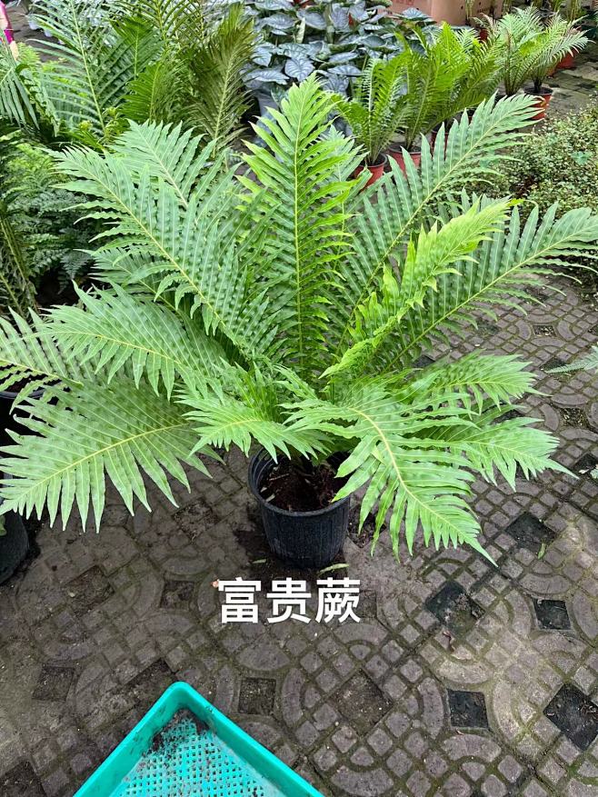 富贵蕨