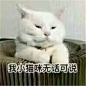 冷酷喵表情包_冷酷喵表情包下载_冷酷喵动态gif表情图-4399聊天表情包大全