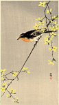 【小原古邨（日本）绘画作品】