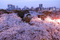 今年的樱花最好的照片
The Best Pictures Of This Year’s Japanese Cherry Blossoms