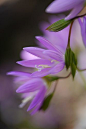 紫色的花，西班牙巴塞罗那
purple flowers, barcelona spain 