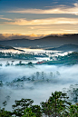 免费 薄雾覆盖的树木和山脉的照片 素材图片