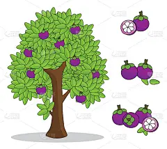 山竹树上的白色背景。孤立涂鸦手绘。