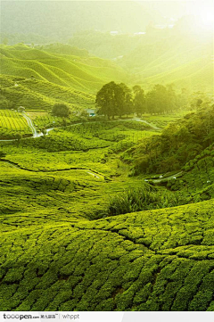 挽歌亦凉采集到茶背景