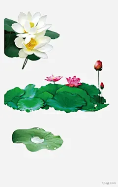 荷花荷花|一池莲花|荷花|荷叶|鲜花|莲花|红荷花|红莲花|红莲|自然风景|自然景观|植物|白莲花|白荷花|水墨画|水墨荷花|荷花装饰|荷花池塘|荷花花朵|荷花莲花|水彩荷花|矢量荷花|花荷花粉色|荷花艺术字|粉色荷花|荷花盛开|中国风荷花|荷花与荷叶|荷花叶|荷叶和荷花|荷花图案|荷花莲子|手绘荷花|荷花粉色|植物荷花