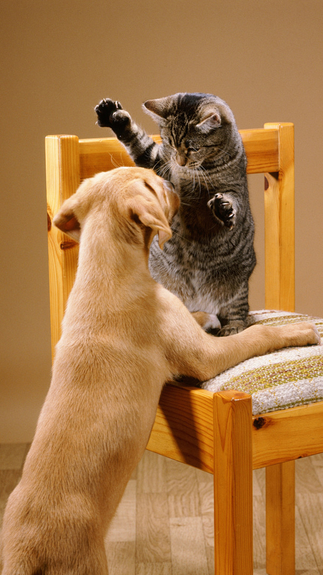 猫狗