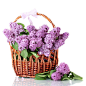 一篮紫丁香图片白色背景